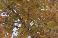 2023 autumn_leaves day editor:nick leaf-focused photographer:nick plant-focused plants sky trees // 1920x1275 // 1.1MB