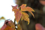 2023 autumn_leaves closeup day editor:nick leaf-focused photographer:nick plant-focused plants sky trees // 1920x1277 // 973KB