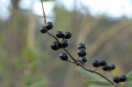 2023 berries closeup day editor:nick photographer:nick plant-focused plants sky // 1920x1277 // 700KB