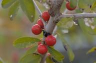 2023 autumn_leaves berries closeup day editor:nick photographer:nick plant-focused plants // 1920x1277 // 927KB