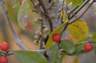 2023 autumn_leaves berries closeup day editor:nick photographer:nick plant-focused plants // 1920x1277 // 1.0MB