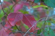 2023 autumn_leaves closeup day editor:nick leaf-focused photographer:nick plant-focused plants // 1920x1277 // 1.0MB