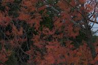 2022 autumn_leaves day editor:nick leaf-focused photographer:nick plant-focused plants tree-focused trees // 1920x1276 // 1.2MB