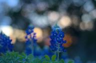 2023 editor:nick evening flowers photographer:nick plant-focused plants sky // 1920x1276 // 828KB
