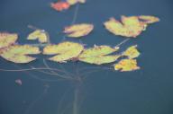 2023 day editor:nick leaf-focused photographer:nick plant-focused plants water // 1920x1278 // 645KB