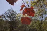 2023 autumn_leaves day editor:nick leaf-focused photographer:nick plant-focused plants sky trees // 1920x1277 // 742KB