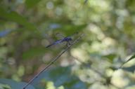 2023 bugs day dragonfly editor:nick photographer:nick plants // 1920x1277 // 651KB
