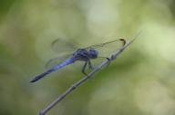 2023 bugs day dragonfly editor:nick photographer:nick plants // 1920x1277 // 917KB