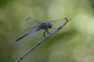 2023 bugs day dragonfly editor:nick photographer:nick plants // 1920x1277 // 928KB