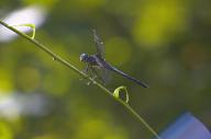2023 bugs day dragonfly editor:nick photographer:nick plants // 1920x1277 // 1.1MB