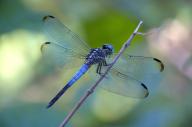 2023 bugs day dragonfly editor:nick photographer:nick plants // 3840x2555 // 5.7MB
