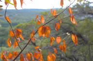 2023 autumn_leaves day editor:nick leaf-focused photographer:nick plant-focused plants sky trees // 1920x1277 // 931KB