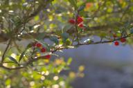 2021 berries day editor:nick photographer:nick plant-focused plants trees // 1920x1278 // 767KB