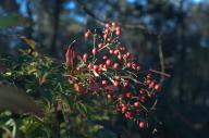2023 berries day editor:nick photographer:nick plant-focused plants trees // 1920x1275 // 678KB