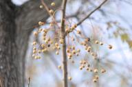 2023 berries day editor:nick photographer:nick plant-focused plants sky trees // 1920x1275 // 569KB