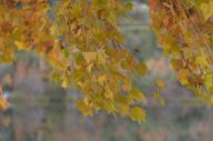 2023 autumn_leaves day editor:nick leaf-focused photographer:nick plant-focused plants // 1920x1275 // 843KB