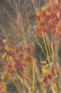 2023 autumn_leaves day editor:nick leaf-focused photographer:nick plant-focused plants // 1275x1920 // 970KB