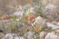 2023 autumn_leaves day editor:nick leaf-focused photographer:nick plant-focused plants // 1920x1275 // 736KB