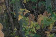 2023 autumn_leaves day editor:nick photographer:nick plant-focused plants trees // 1920x1275 // 938KB