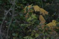 2023 autumn_leaves day editor:nick photographer:nick plant-focused plants trees // 1920x1275 // 1012KB