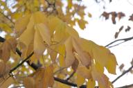 2023 autumn_leaves day editor:nick leaf-focused photographer:nick plant-focused plants sky trees // 1920x1275 // 628KB