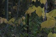 2023 autumn_leaves day editor:nick photographer:nick plant-focused plants trees // 1920x1275 // 924KB