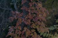 2023 autumn_leaves day editor:nick leaf-focused photographer:nick plant-focused plants trees // 1920x1275 // 1.0MB