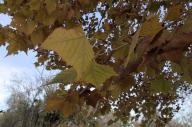 2023 autumn_leaves day editor:nick leaf-focused photographer:nick plant-focused plants sky trees // 1920x1278 // 1.1MB
