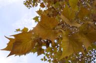 2023 autumn_leaves day editor:nick leaf-focused photographer:nick plant-focused plants sky trees // 1920x1277 // 833KB