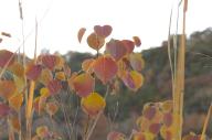 2023 autumn_leaves day editor:nick leaf-focused photographer:nick plant-focused plants sky trees // 1920x1277 // 553KB