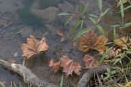 2023 autumn_leaves day editor:nick photographer:nick plant-focused plants water // 1920x1277 // 1.3MB