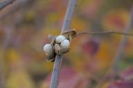 2023 autumn_leaves day editor:nick photographer:nick plant-focused plants // 1920x1277 // 596KB