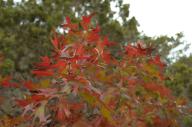 2023 autumn_leaves day editor:nick leaf-focused photographer:nick plant-focused plants sky trees // 1920x1277 // 710KB