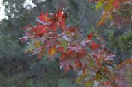 2023 autumn_leaves day editor:nick leaf-focused photographer:nick plant-focused plants sky trees // 1920x1277 // 815KB