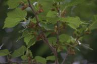 2022 berries day editor:nick photographer:nick plant-focused plants trees // 1920x1276 // 825KB