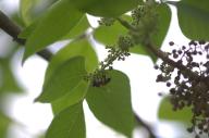 2022 bee bugs day editor:nick flowers photographer:nick plant-focused plants sky trees // 1920x1276 // 706KB