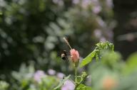 2022 bee bugs day editor:nick flowers photographer:nick plants // 1920x1276 // 549KB