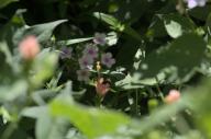 2022 bee bugs day editor:nick flowers photographer:nick plants // 1920x1276 // 625KB