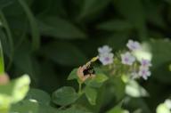 2022 bee bugs day editor:nick flowers photographer:nick plants // 1920x1276 // 835KB